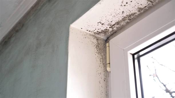 Best Commercial Mold Inspection  in USA